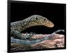 Varanus Doreanus (Bluetail Monitor)-Paul Starosta-Framed Photographic Print