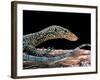 Varanus Doreanus (Bluetail Monitor)-Paul Starosta-Framed Photographic Print