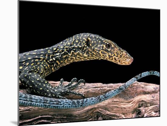 Varanus Doreanus (Bluetail Monitor)-Paul Starosta-Mounted Photographic Print