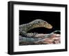 Varanus Doreanus (Bluetail Monitor)-Paul Starosta-Framed Photographic Print