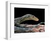 Varanus Doreanus (Bluetail Monitor)-Paul Starosta-Framed Photographic Print