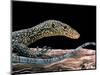 Varanus Doreanus (Bluetail Monitor)-Paul Starosta-Mounted Photographic Print