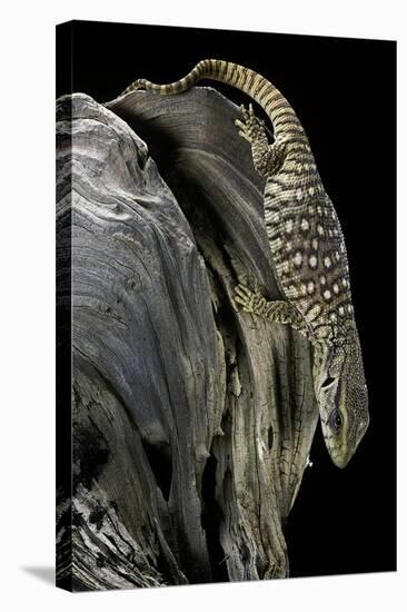 Varanus Exanthematicus (Savannah Monitor)-Paul Starosta-Stretched Canvas