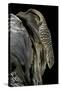 Varanus Exanthematicus (Savannah Monitor)-Paul Starosta-Stretched Canvas
