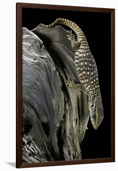 Varanus Exanthematicus (Savannah Monitor)-Paul Starosta-Framed Photographic Print