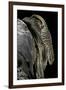 Varanus Exanthematicus (Savannah Monitor)-Paul Starosta-Framed Photographic Print