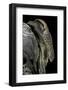 Varanus Exanthematicus (Savannah Monitor)-Paul Starosta-Framed Photographic Print