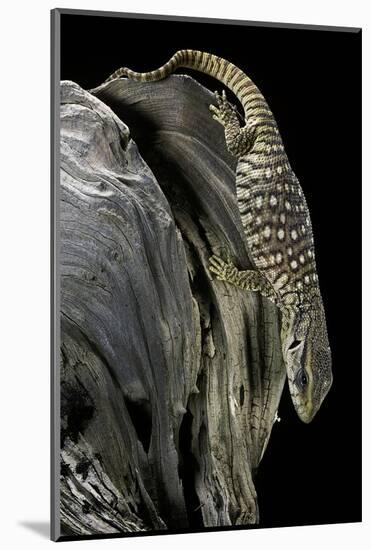 Varanus Exanthematicus (Savannah Monitor)-Paul Starosta-Mounted Photographic Print