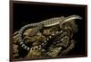 Varanus Glauerti (Kimberley Rock Monitor)-Paul Starosta-Framed Photographic Print