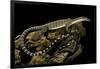 Varanus Glauerti (Kimberley Rock Monitor)-Paul Starosta-Framed Photographic Print