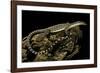 Varanus Glauerti (Kimberley Rock Monitor)-Paul Starosta-Framed Photographic Print