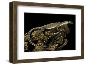 Varanus Glauerti (Kimberley Rock Monitor)-Paul Starosta-Framed Photographic Print