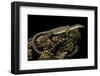 Varanus Glauerti (Kimberley Rock Monitor)-Paul Starosta-Framed Photographic Print