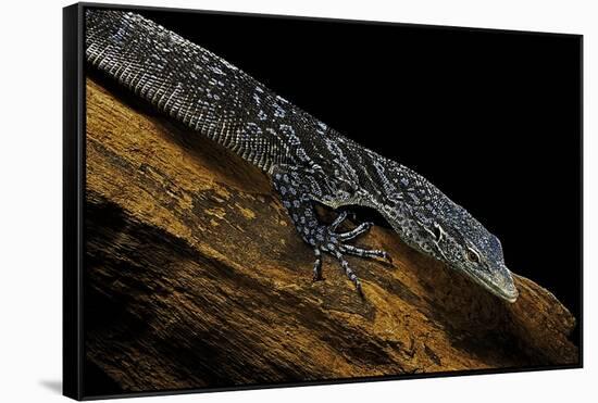 Varanus Macraei (Blue Spotted Tree Monitor)-Paul Starosta-Framed Stretched Canvas