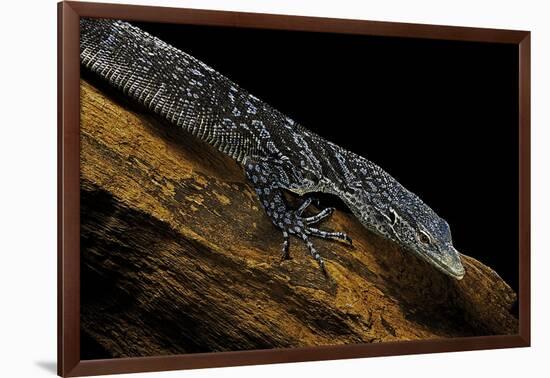 Varanus Macraei (Blue Spotted Tree Monitor)-Paul Starosta-Framed Photographic Print