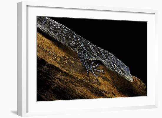 Varanus Macraei (Blue Spotted Tree Monitor)-Paul Starosta-Framed Photographic Print