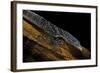 Varanus Macraei (Blue Spotted Tree Monitor)-Paul Starosta-Framed Photographic Print