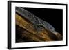 Varanus Macraei (Blue Spotted Tree Monitor)-Paul Starosta-Framed Photographic Print