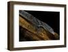 Varanus Macraei (Blue Spotted Tree Monitor)-Paul Starosta-Framed Photographic Print