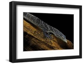 Varanus Macraei (Blue Spotted Tree Monitor)-Paul Starosta-Framed Photographic Print