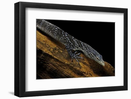 Varanus Macraei (Blue Spotted Tree Monitor)-Paul Starosta-Framed Photographic Print