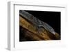 Varanus Macraei (Blue Spotted Tree Monitor)-Paul Starosta-Framed Photographic Print