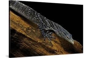 Varanus Macraei (Blue Spotted Tree Monitor)-Paul Starosta-Stretched Canvas