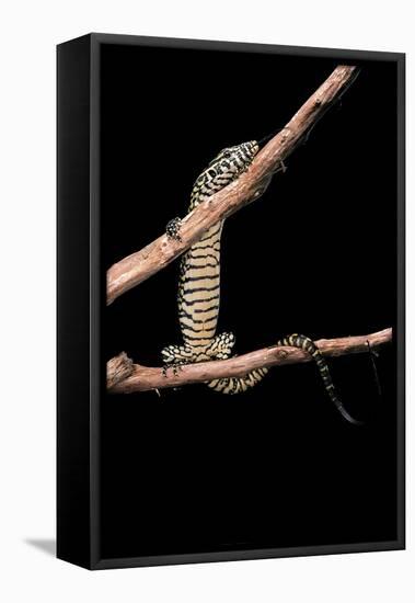 Varanus Niloticus (Nile Monitor, Water Leguaan)-Paul Starosta-Framed Stretched Canvas