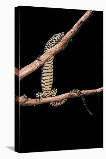 Varanus Niloticus (Nile Monitor, Water Leguaan)-Paul Starosta-Stretched Canvas