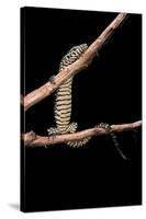 Varanus Niloticus (Nile Monitor, Water Leguaan)-Paul Starosta-Stretched Canvas