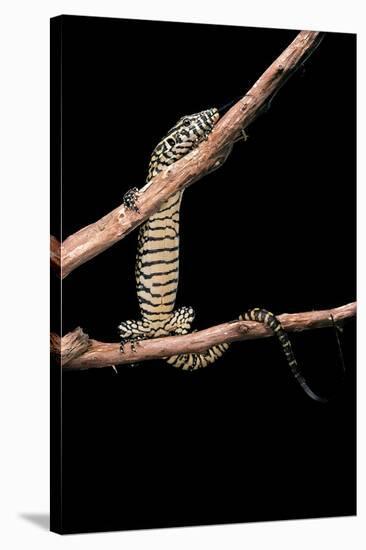 Varanus Niloticus (Nile Monitor, Water Leguaan)-Paul Starosta-Stretched Canvas