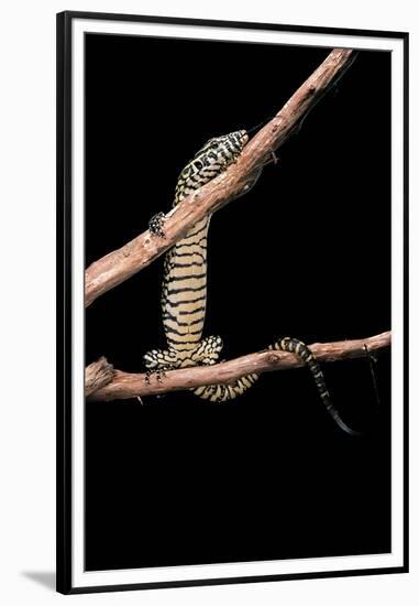 Varanus Niloticus (Nile Monitor, Water Leguaan)-Paul Starosta-Framed Premium Photographic Print