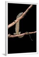 Varanus Niloticus (Nile Monitor, Water Leguaan)-Paul Starosta-Framed Premium Photographic Print