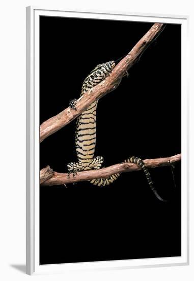 Varanus Niloticus (Nile Monitor, Water Leguaan)-Paul Starosta-Framed Premium Photographic Print