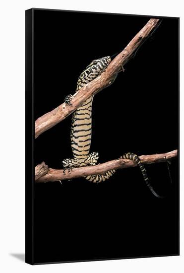 Varanus Niloticus (Nile Monitor, Water Leguaan)-Paul Starosta-Framed Stretched Canvas