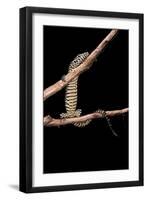 Varanus Niloticus (Nile Monitor, Water Leguaan)-Paul Starosta-Framed Photographic Print