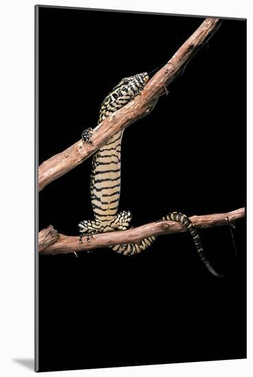 Varanus Niloticus (Nile Monitor, Water Leguaan)-Paul Starosta-Mounted Photographic Print