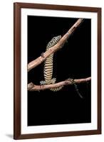 Varanus Niloticus (Nile Monitor, Water Leguaan)-Paul Starosta-Framed Photographic Print