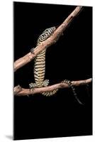 Varanus Niloticus (Nile Monitor, Water Leguaan)-Paul Starosta-Mounted Photographic Print