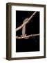 Varanus Niloticus (Nile Monitor, Water Leguaan)-Paul Starosta-Framed Photographic Print