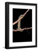 Varanus Niloticus (Nile Monitor, Water Leguaan)-Paul Starosta-Framed Photographic Print
