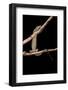 Varanus Niloticus (Nile Monitor, Water Leguaan)-Paul Starosta-Framed Photographic Print