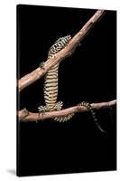 Varanus Niloticus (Nile Monitor, Water Leguaan)-Paul Starosta-Stretched Canvas