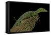 Varanus Prasinus (Emerald Monitor)-Paul Starosta-Framed Stretched Canvas