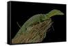 Varanus Prasinus (Emerald Monitor)-Paul Starosta-Framed Stretched Canvas