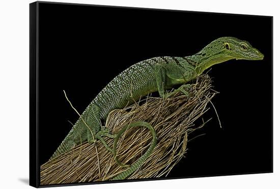 Varanus Prasinus (Emerald Monitor)-Paul Starosta-Framed Stretched Canvas