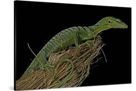 Varanus Prasinus (Emerald Monitor)-Paul Starosta-Stretched Canvas