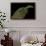 Varanus Prasinus (Emerald Monitor)-Paul Starosta-Framed Photographic Print displayed on a wall