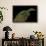 Varanus Prasinus (Emerald Monitor)-Paul Starosta-Framed Photographic Print displayed on a wall