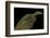 Varanus Prasinus (Emerald Monitor)-Paul Starosta-Framed Photographic Print